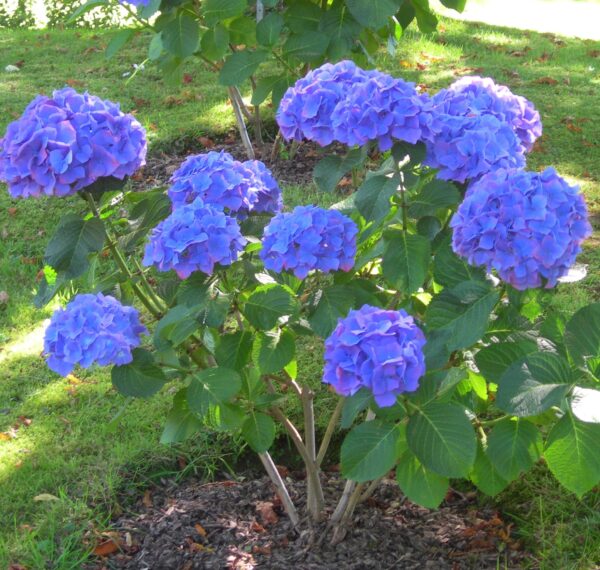 Hortensie "Blauer Traum"