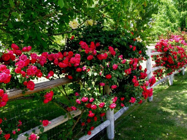 Rosenstrauch "Ewige Liebe"