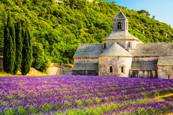 Lavendel "Provence"