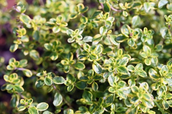 Thymian "Aromatische Vielfalt"