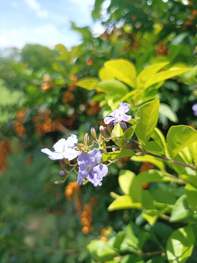 Lush_greenery_of_the_Kangla_Fort_(Kangla_Palace),_the_ancient_capital_of_Kangleipak_—_blooming_flowers_and_hanging_fruits_of_Samballei_plants_—_Duranta_plants